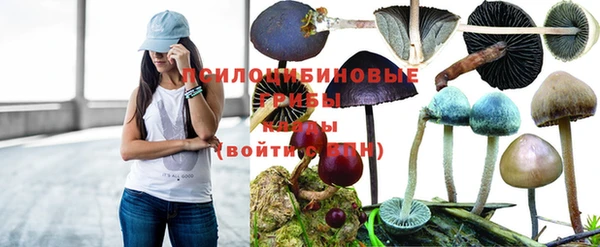 хмурый Аркадак