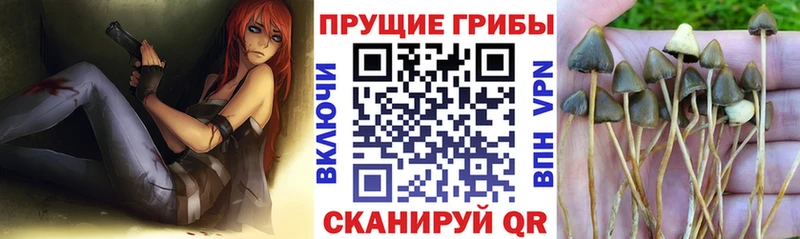 mega маркетплейс  закладки  Дыгулыбгей  Псилоцибиновые грибы GOLDEN TEACHER 